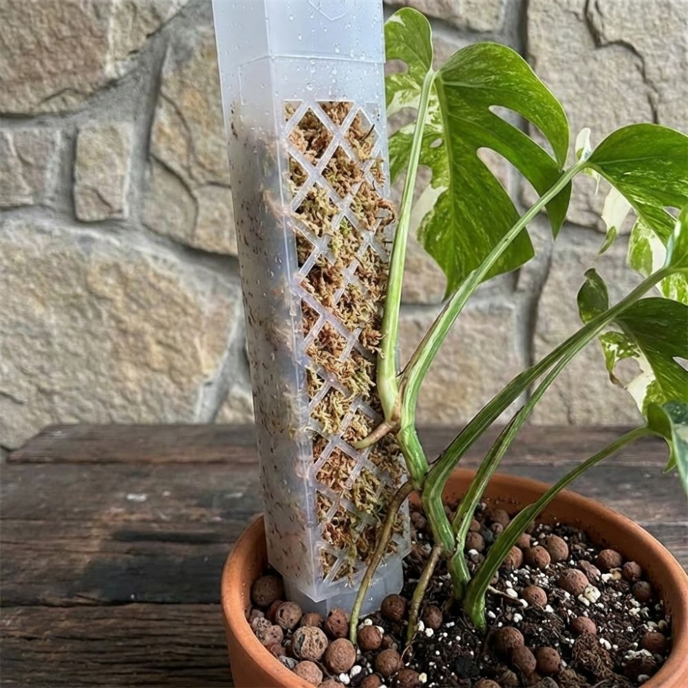 Sphagnum Moss Dry - Suporte de Crescimento para Plantas em