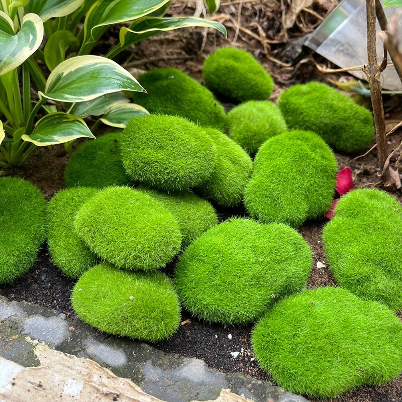 5/30 peças de Pedras de Musgo  - Sphagnum Moss Dry avaliação e preço