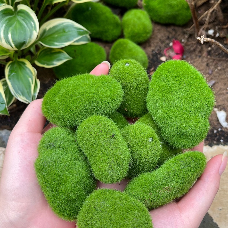 5/30 peças de Pedras de Musgo  - Sphagnum Moss Dry avaliação e preço