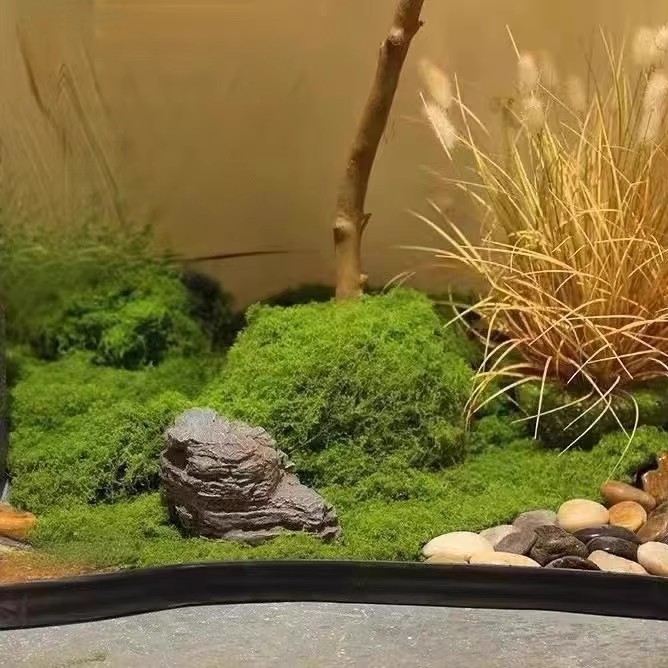 Musgo da Vida Eterna 200g para - Sphagnum Moss Dry avaliação e preço