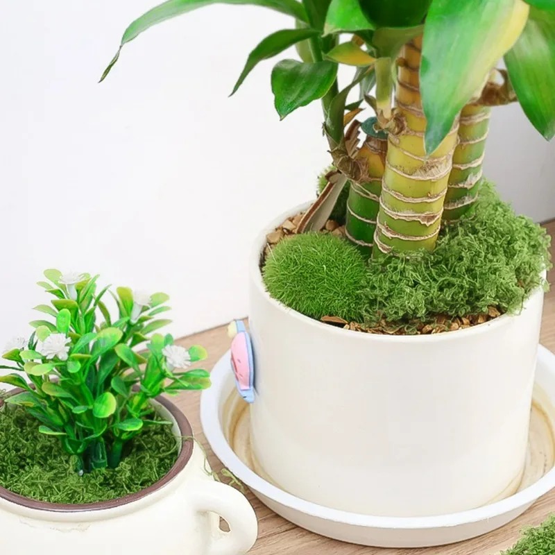 Musgo Artificial Realista 30/3 - Sphagnum Moss Dry avaliação e preço