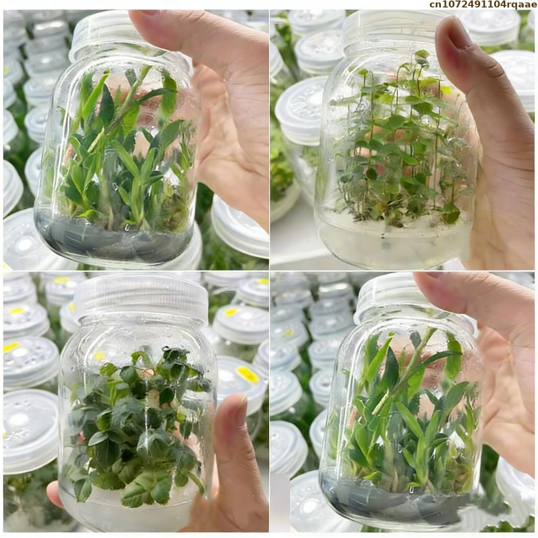 Pó de Agar Premium para Cultur - Agar Tissue Culture avaliação e preço