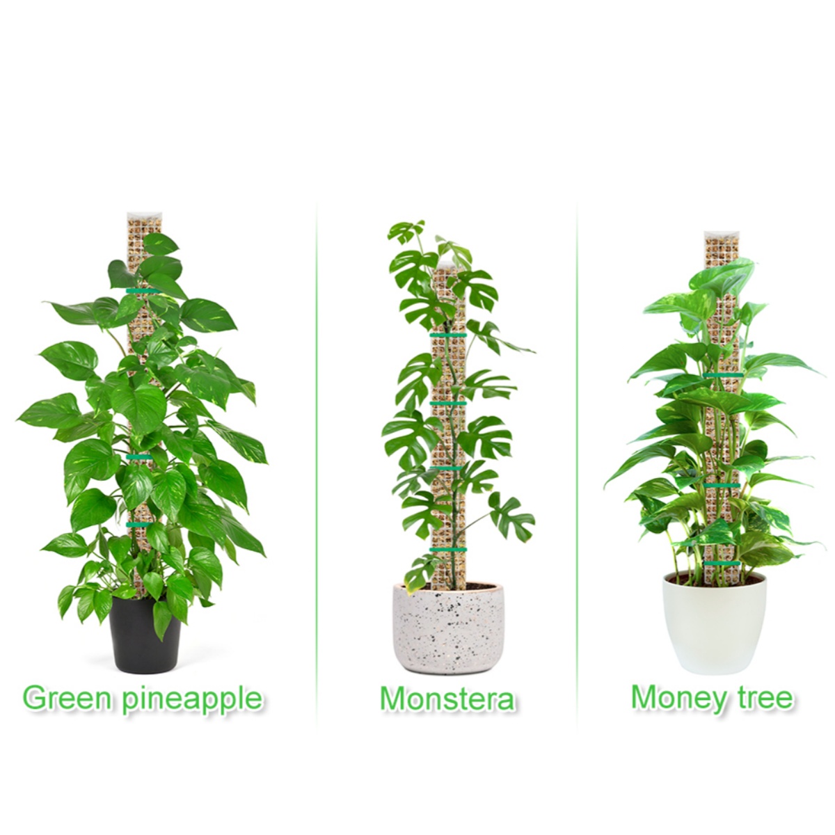 Suporte de Plástico para Plant - Sphagnum Moss Dry avaliação e preço