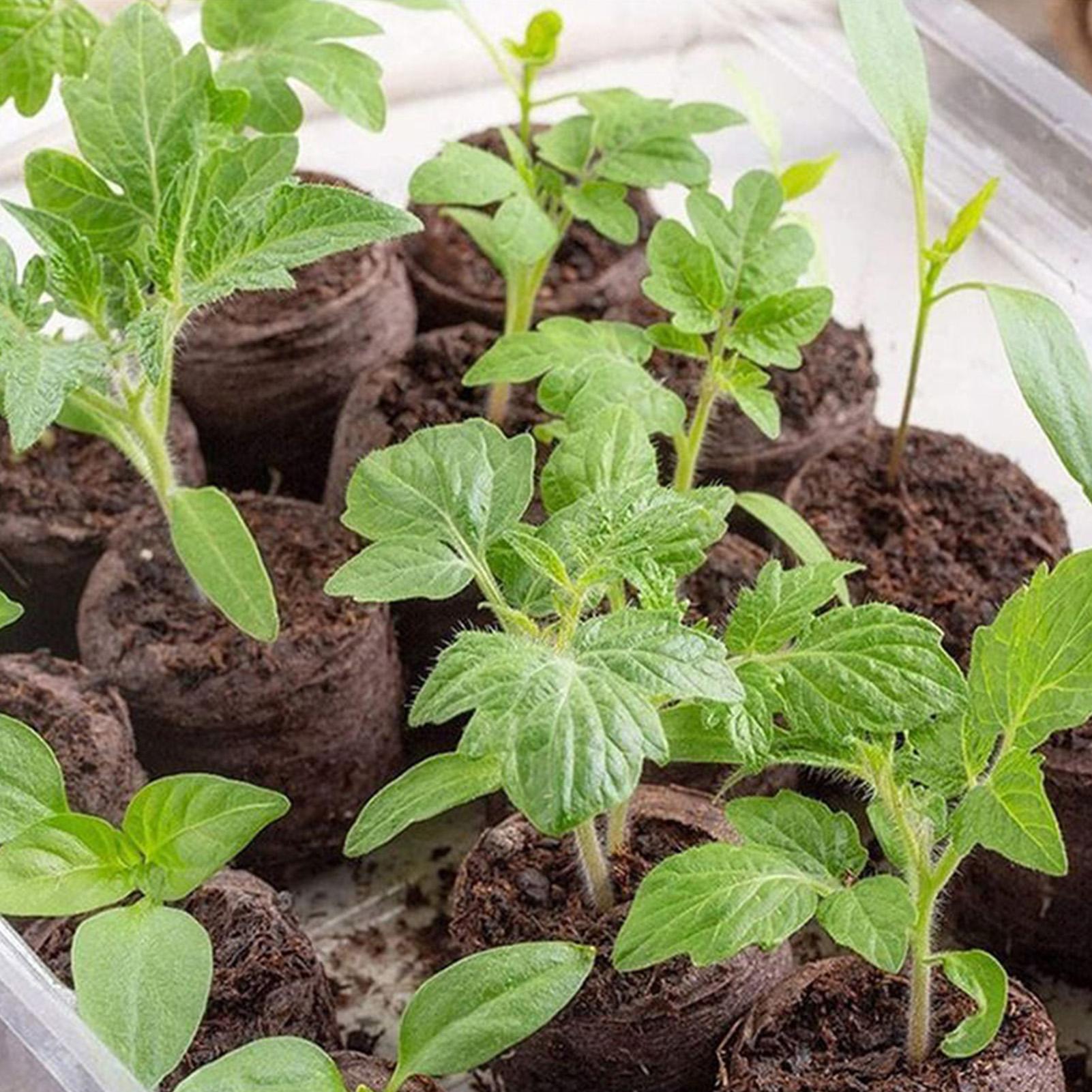 100 Peças de Bandejas de Mistu - Peat Pellet Tray avaliação e preço