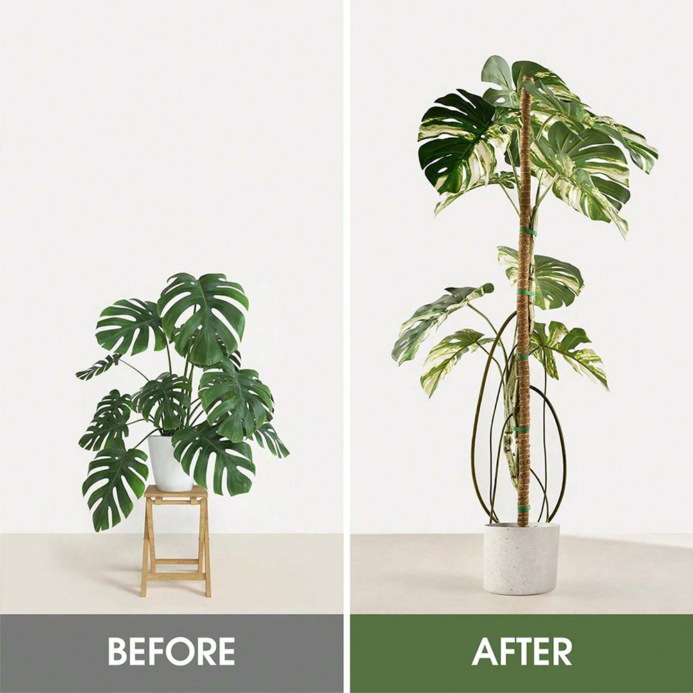 Suporte para Plantas Moss Pole - Sphagnum Moss Dry avaliação e preço