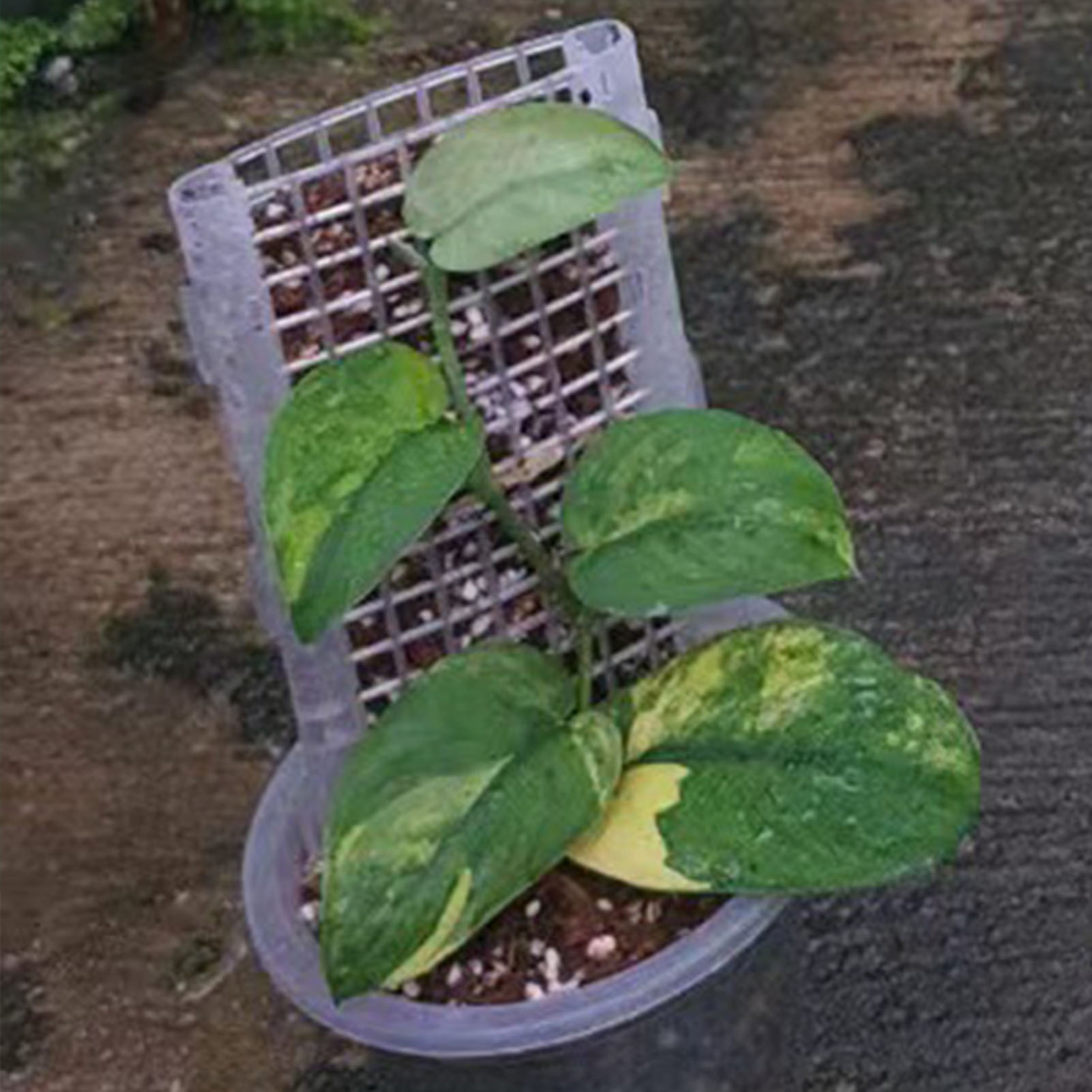 Suporte de Plástico para Plant - Sphagnum Moss Dry avaliação e preço