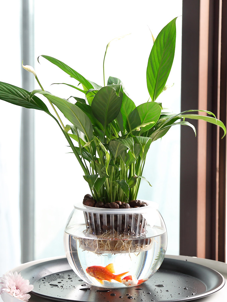 Vaso de Vidro Hidropônico para - Propagation Station Vase avaliação e preço